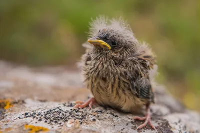 Обыкновенная овсянка — Emberiza citrinella / Галерея / Птицы России