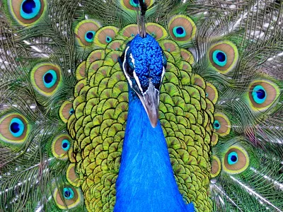 Павлин редкая птица PNG , Конго Павлин, павлин, редкие птицы PNG рисунок  для бесплатной загрузки