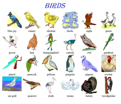 Лексика по теме «Птицы» на английском языке - Study Blog - Учебный блог  (Образовательная онлайн-платформа)