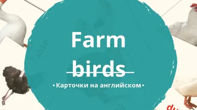 11 Бесплатных Карточек Птицы в деревне на Английском | PDF