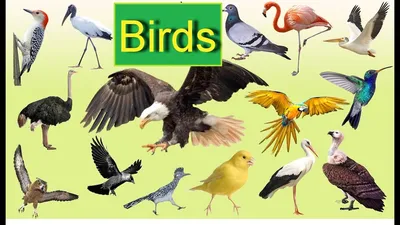 Домашние птицы для детей на английском языке - Видео-тренажер - YouTube