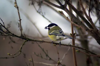 Happy Birds Кормушка для птиц на окно прозрачная