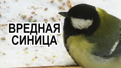 Синицы: птицы-вредители 🐥 Когда синица приносит вред человеку? - YouTube