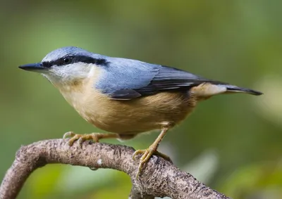 Черноголовый поползень - eBird