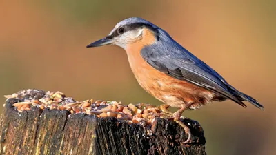 Фотография Обыкновенный поползень (Sitta europaea) Птицы западного Кавказа  | Фотобанк ГеоФото/GeoPhoto | GetImages Group