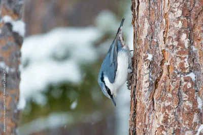 Фотогалерея - Птицы (Aves) - Обыкновенный поползень (Sitta europaea) -  Природа Республики Мордовия