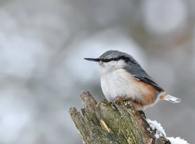 Фотогалерея - Птицы (Aves) - Обыкновенный поползень — Sitta europaea -  Природа Республики Мордовия