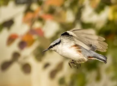 Поползень-великан - eBird