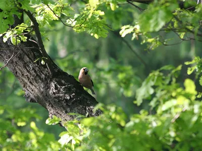 Фото птица птичка на дереве Животные