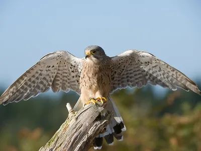 Сапсан Falco peregrinus (Tunstall, 1771) - Птицы (Aves) - Разделы - Красная  книга Оренбургской области