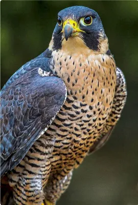 Птица Сапсан (Falco peregrinus): описание, виды, размножение, фото