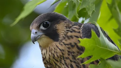 Бесплатное изображение: Сапсан, Сокол, птица, falco peregrinus