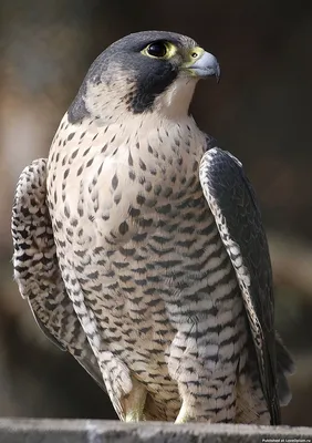 сапсан птица - Поиск в Google | Falco peregrinus, Aguila, Volar