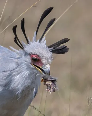 Kung fu bird, Kicking master, who eats snakes. Secretary bird! - YouTube