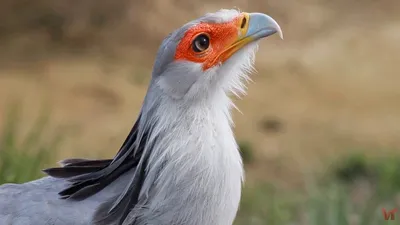 Птица-секретарь: аристократ в кюлотах, пожирающий змей | Wonderful animals  | Дзен