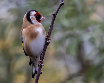 Щегол Птица Животное Carduelis - Бесплатное фото на Pixabay - Pixabay