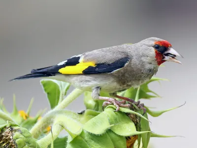 Щегол (Carduelis carduelis). Птицы Сибири.