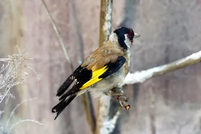 Голоса птиц Как поёт Щегол Carduelis carduelis - YouTube