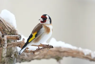 Щегол [группа carduelis] - eBird