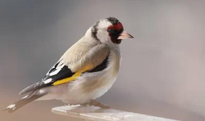 Черноголовый щегол (Carduelis carduelis). Птицы Европейской России.