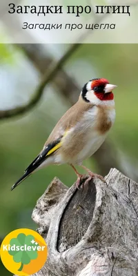 Щегол (Carduelis carduelis major). Птицы Казахстана.