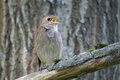 Соловей (Luscinia luscinia). Птицы Европейской России.