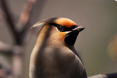 Свиристель (Bombycilla garrulus) - Waxwing | Film Studio Aves - YouTube