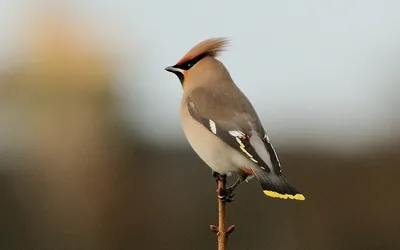 Свиристель на калине / фото :: птица :: Bombycilla garrulus :: калина ::  Свиристель / смешные картинки и другие приколы: комиксы, гиф анимация,  видео, лучший интеллектуальный юмор.