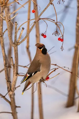 Waxwing - a bird with a crest. - YouTube