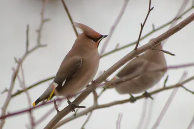 Свиристель (Bombycilla garrulus). Птицы Европейской России.