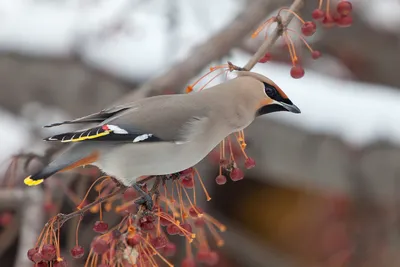 Прилетели свиристели - ANIMAL PHOTO