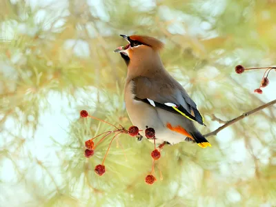 Свиристель (Bombycilla garrulus). Птицы Сибири.