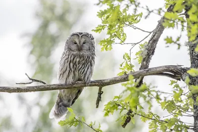 картинки : хищная птица, Сипуха, клюв, Eastern Screech owl, Крупным планом,  Глаз, Морда, организм, приспособление, Визжащая сова, Дикая природа  1875x1500 - Ovan - 1489927 - красивые картинки - PxHere