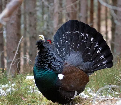 Луговой тетерев - eBird