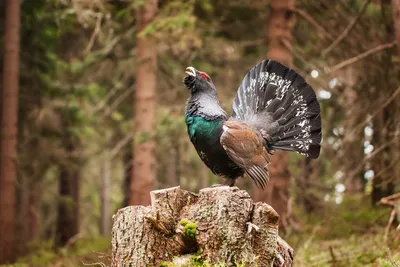 Тетерев-косач | Black grouse | Lyrurus tetrix в 2023 г | Животные, Птицы