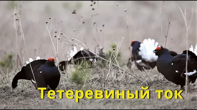 bird / смешные картинки и другие приколы: комиксы, гиф анимация, видео,  лучший интеллектуальный юмор.