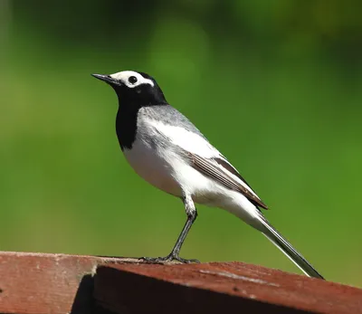 Древесная трясогузка - eBird