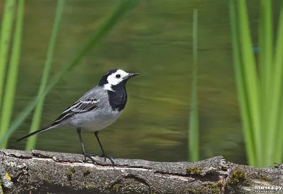 Белая трясогузка — Motacilla alba / Галерея / Птицы России