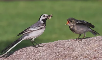 Фотокаталог птиц: Желтая трясогузка (Motacilla flava)