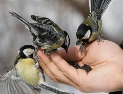 Птичка в руках (49 фото) - красивые фото и картинки 