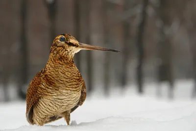 Птица года - Вальдшнеп | Estonian Museum of Natural History