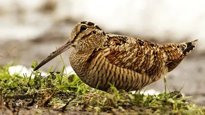 An awkward Eurasian woodcock. Birds with head injuries - YouTube