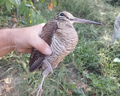 Вальдшнепы в вольере. Можно ли их разводить? - Відкритий ліс