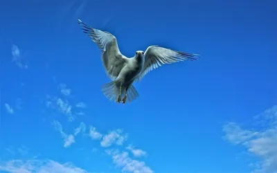 Вольная птица | Пикабу