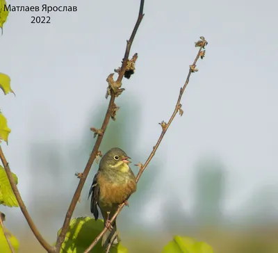 Вольная птица (Никитина Ангелина) / Стихи.ру