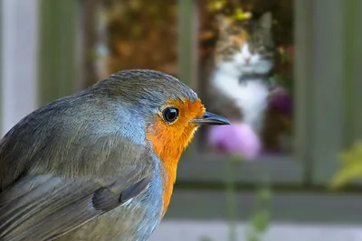Почему кошка «стрекочет», когда видит птиц за окном | Приключения  натуралиста | Дзен