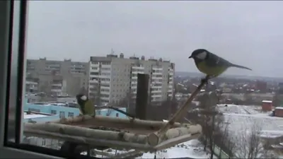 Птица постучала в окно - что значит примета