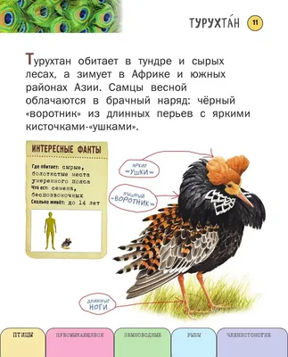 Книга Птицы, рыбы, насекомые. От эскиза до картины купить по выгодной цене  в Минске, доставка почтой по Беларуси