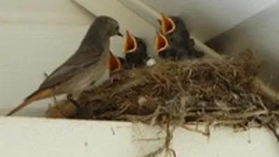 Птицы в гнезде до осени - 55 фото