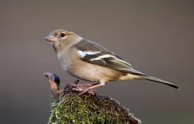 Common chaffinch song. AllVideo. - YouTube